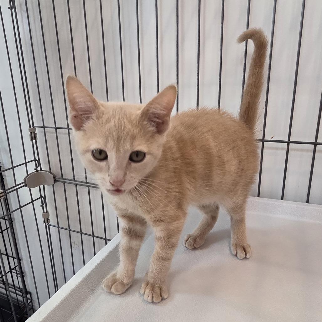 Enlarge Ameria, a Adoptable Domestic Short Hair in Branson, MO image 2/2