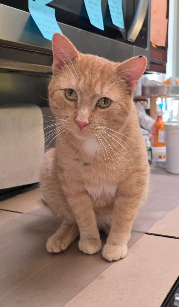 OC3, Adoptable, Adult Male Domestic Short Hair.