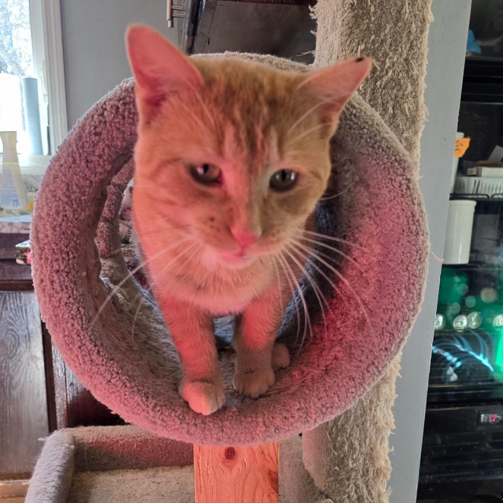 Enlarge OC3, a Adoptable mixed breed in Shell Lake, WI image 2/3