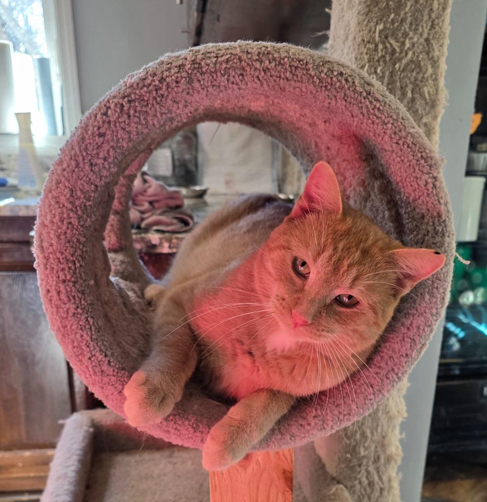 OC3, Adoptable, Adult Male Domestic Short Hair.