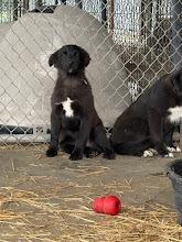 Jace, Adoptable, Young Male Border Collie & Mixed Breed.