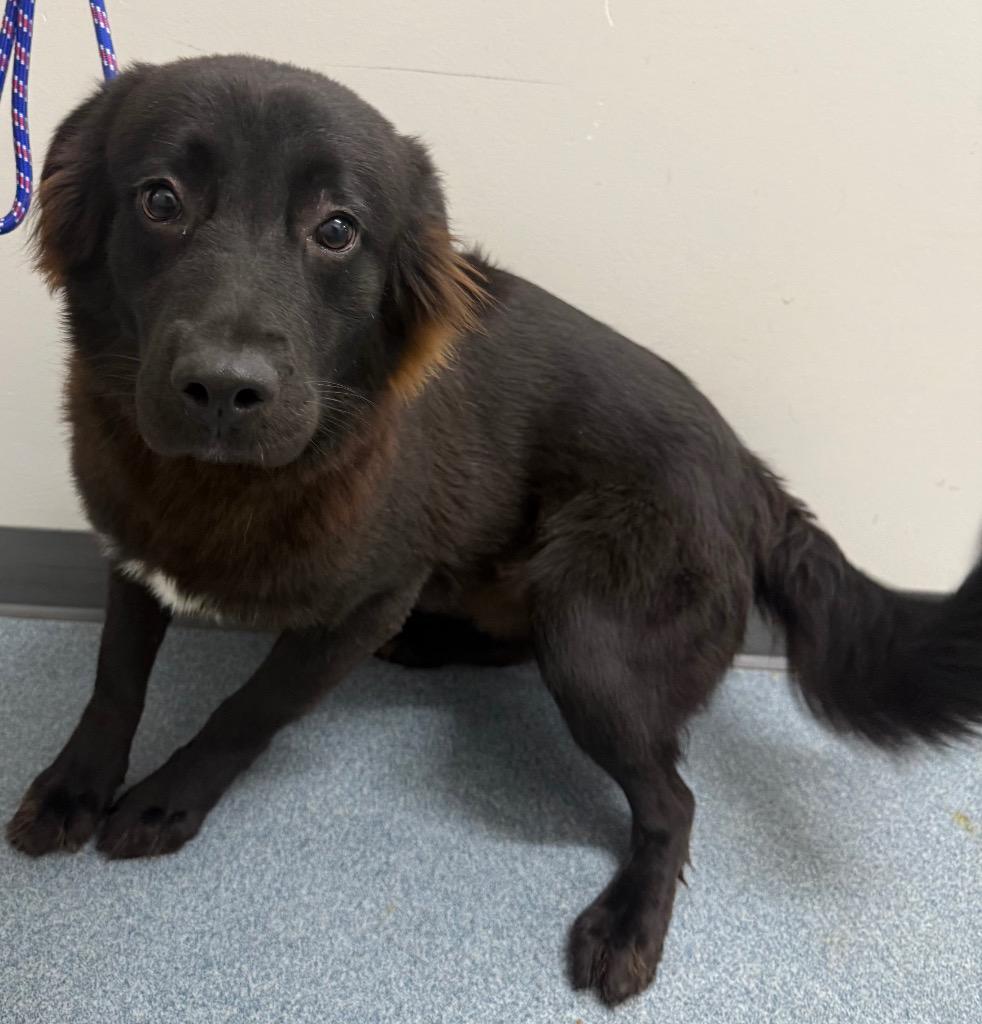 Jace, a Adoptable mixed breed in Sapulpa, OK image 3/4