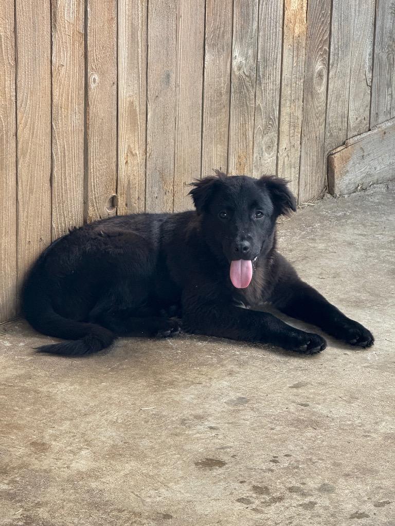 Jace, Adoptable, Young Male Border Collie & Mixed Breed.