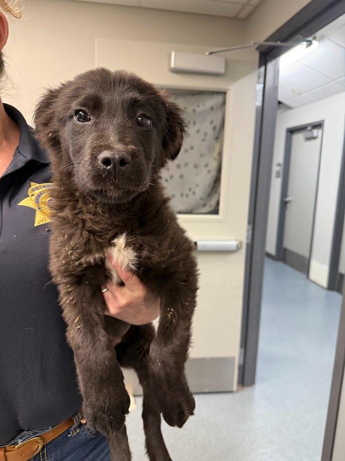 Jace, Adoptable, Young Male Border Collie & Mixed Breed.