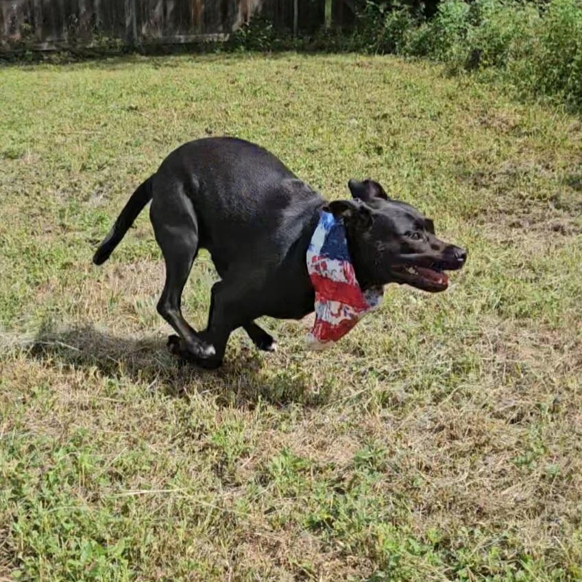Pepper, a Adoptable mixed breed in Austin, TX image 5/6