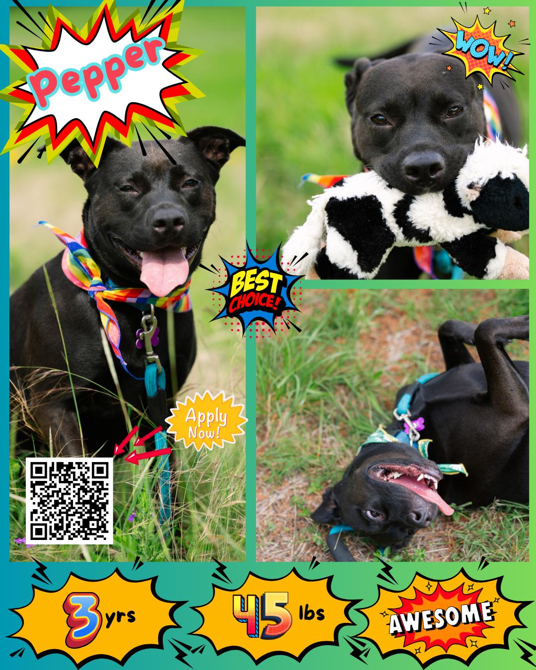Pepper, a Adoptable mixed breed in Austin, TX image 1/6