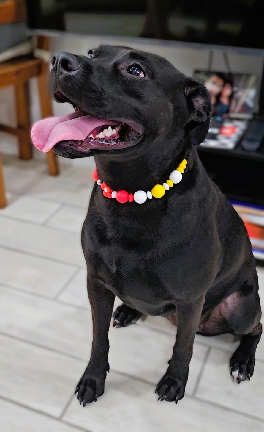 Pepper, a Adoptable mixed breed in Austin, TX image 3/6