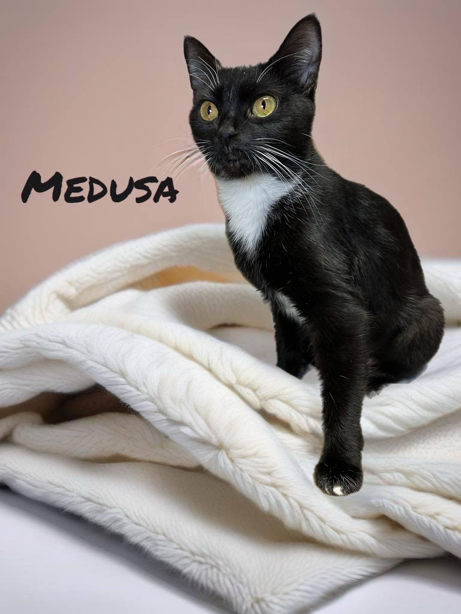 Medusa