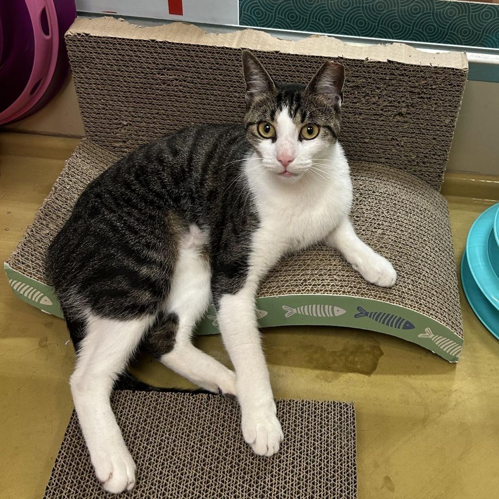 Peanut, Adoptable, Young Female Domestic Short Hair.