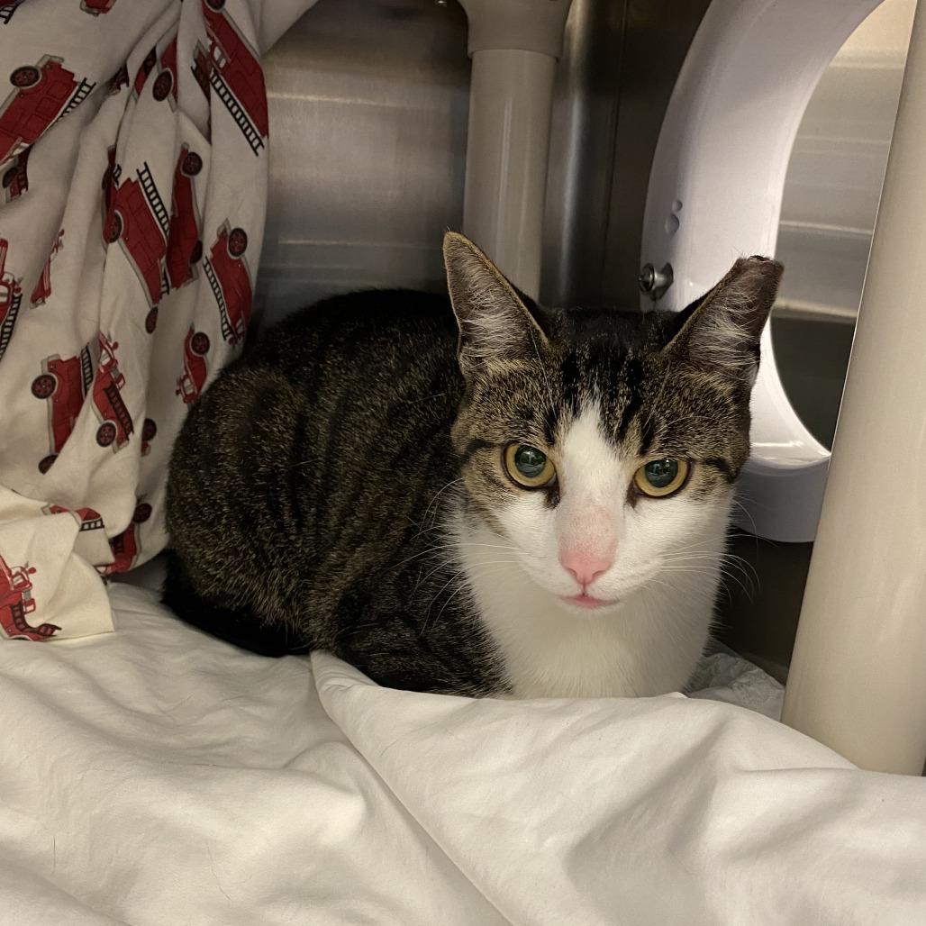 Peanut, a Adoptable Domestic Short Hair in Philadelphia, PA image 2/4