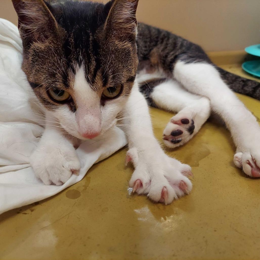 Peanut, a Adoptable Domestic Short Hair in Philadelphia, PA image 3/4