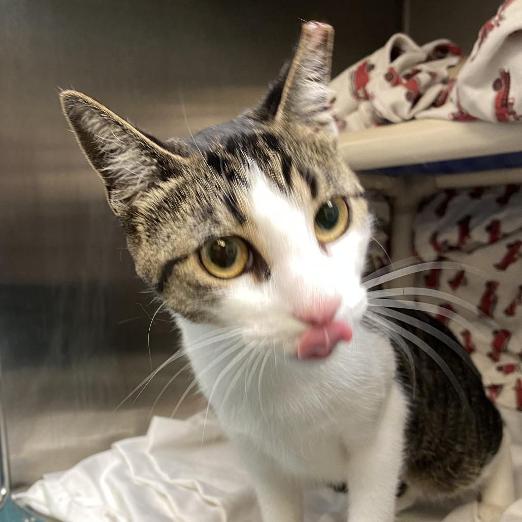 Peanut, a Adoptable Domestic Short Hair in Philadelphia, PA image 4/4