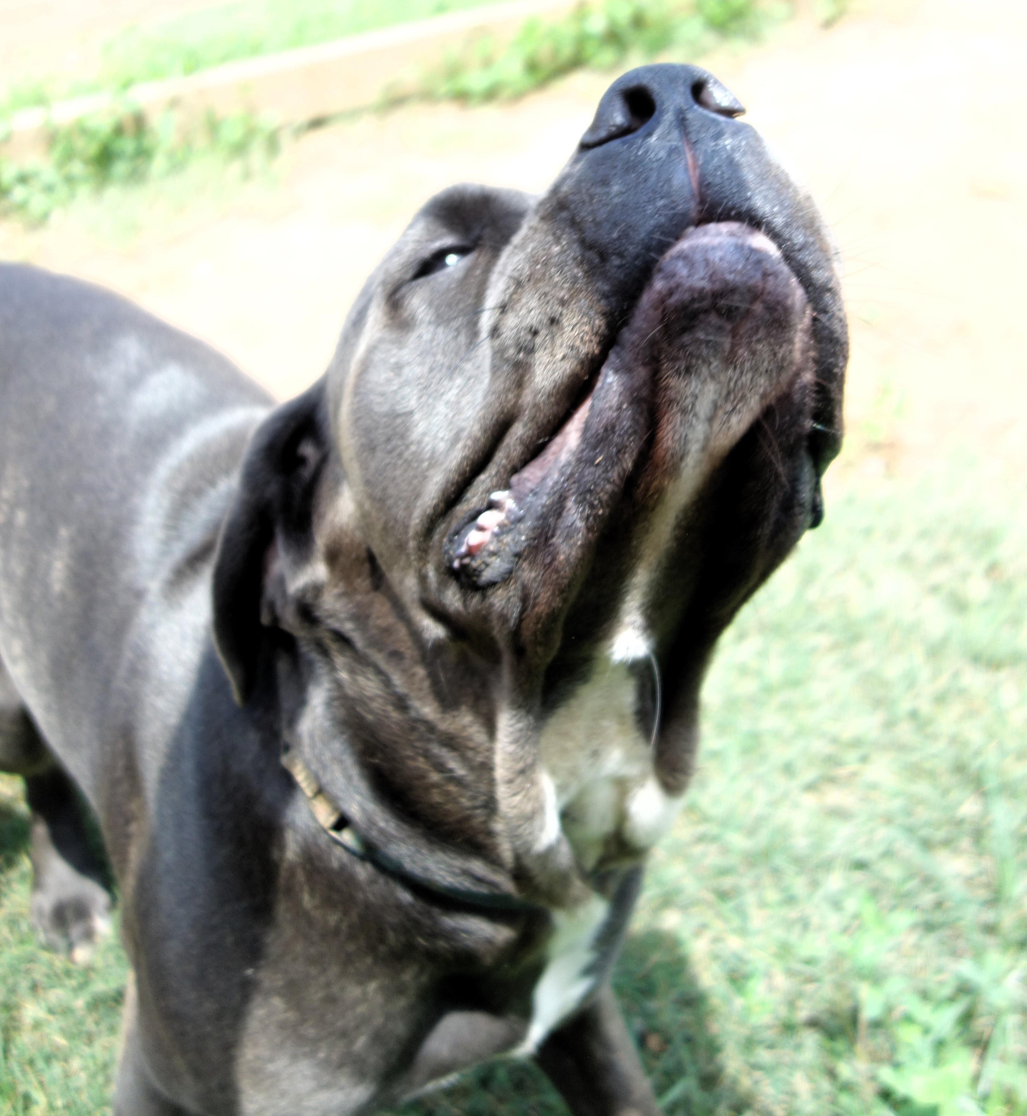 Dempsey thumbnail 3