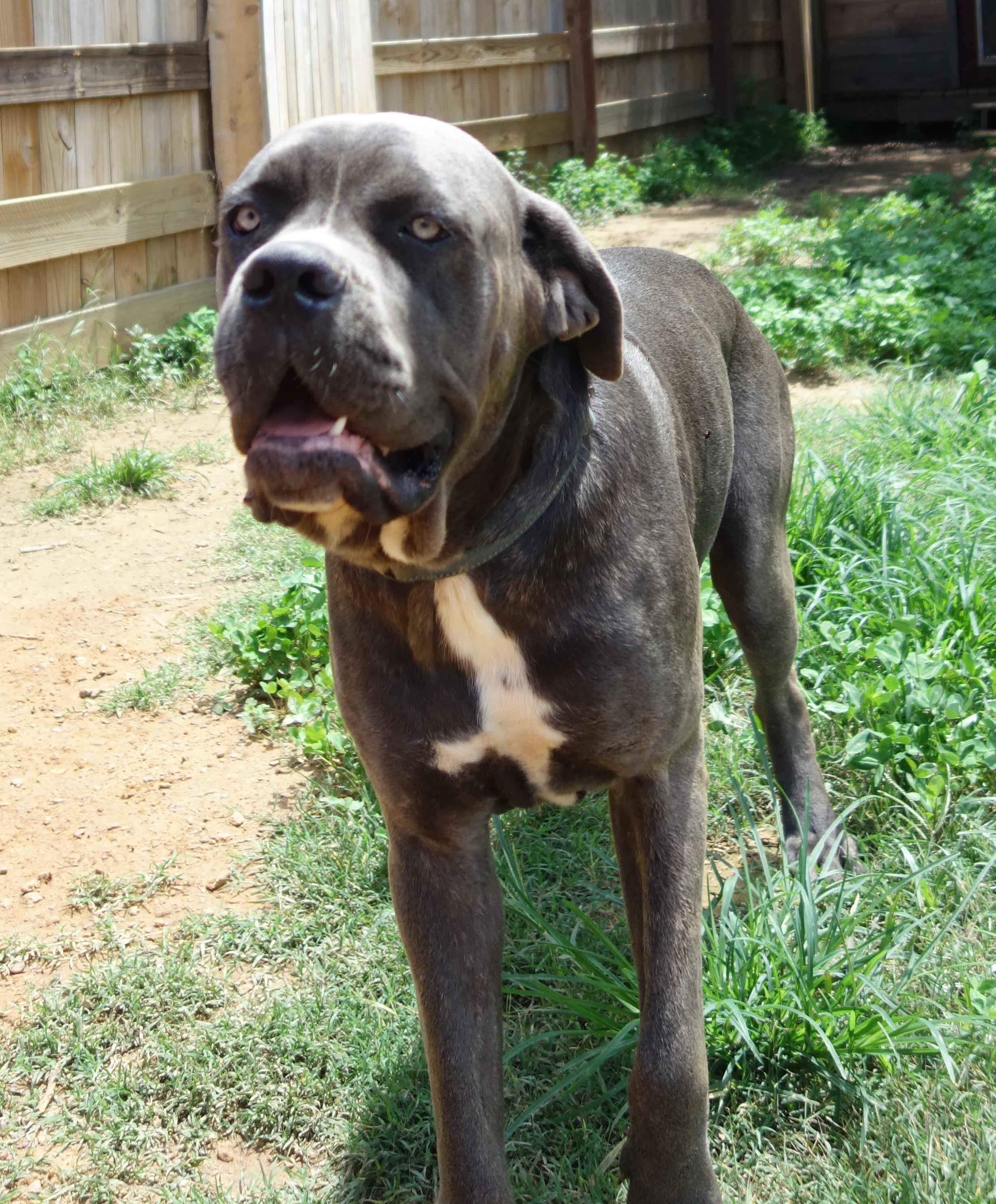 Dempsey, Adoptable, Young Male Neapolitan Mastiff.
