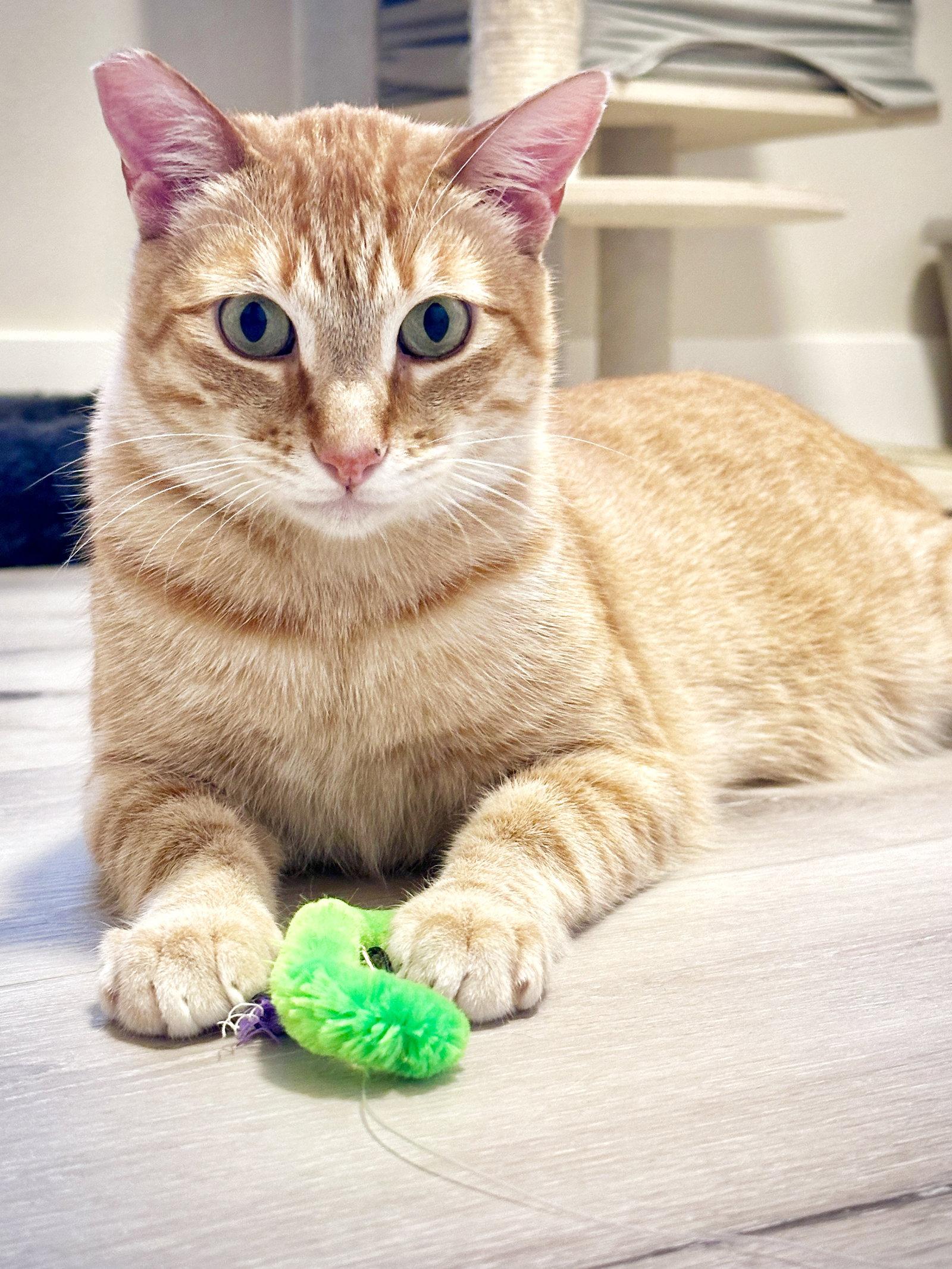 Ollie, Adopted, Young Male Domestic Short Hair.