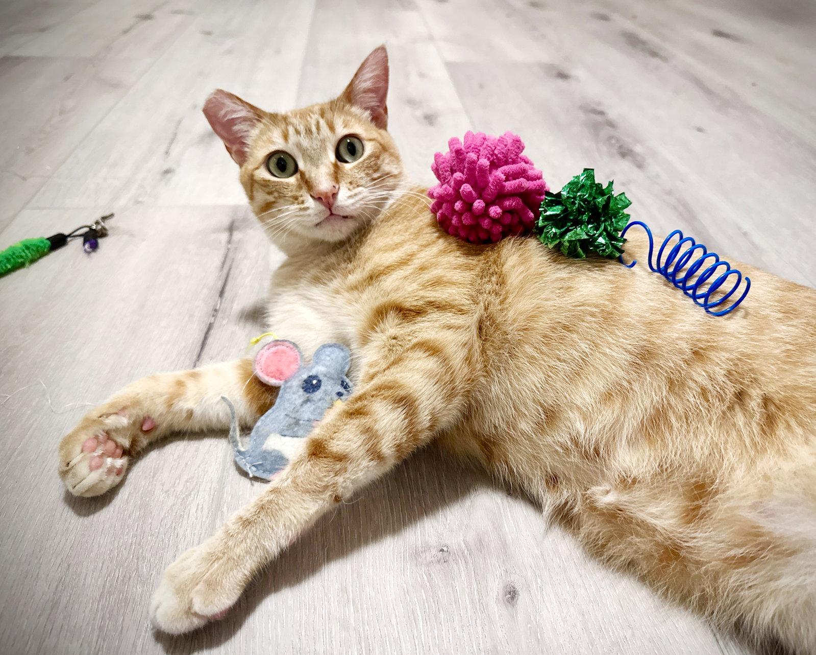 Enlarge Ollie, a Adopted Domestic Short Hair in Alameda, CA image 2/3