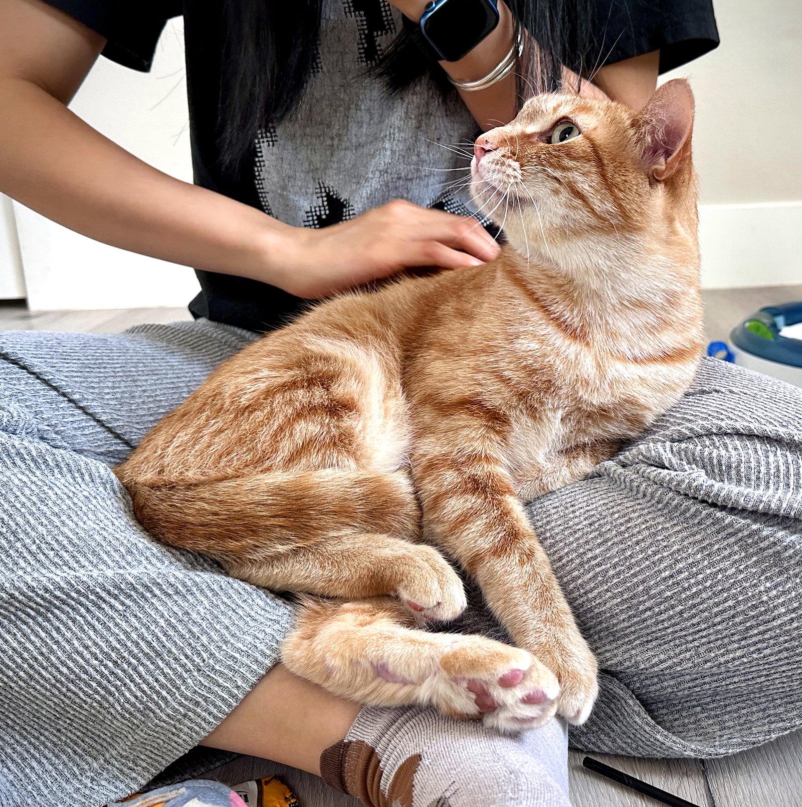 Enlarge Ollie, a Adopted Domestic Short Hair in Alameda, CA image 3/3