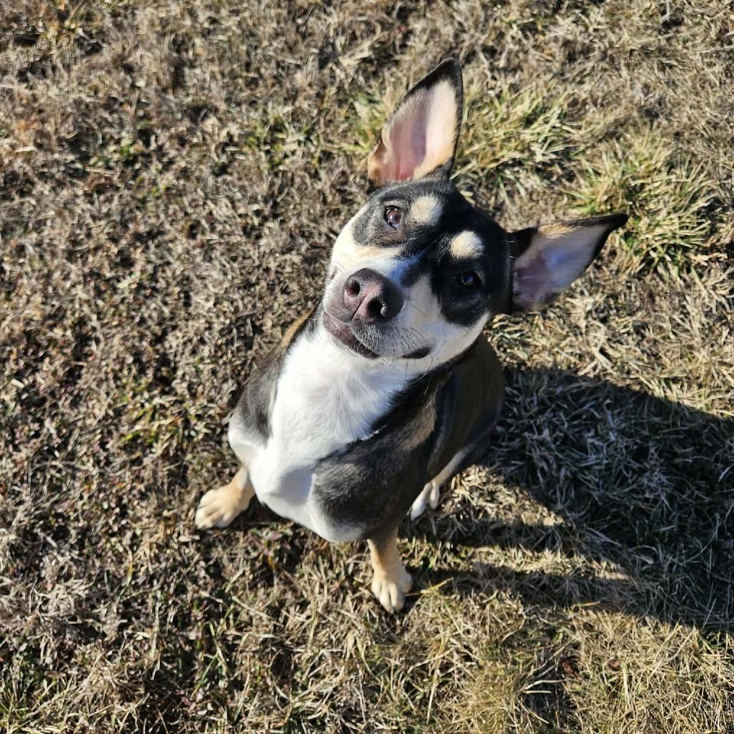 Papaya — thumbnail 2