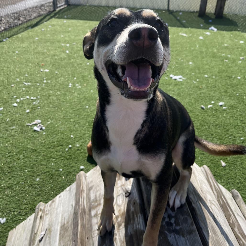 Papaya — thumbnail 3