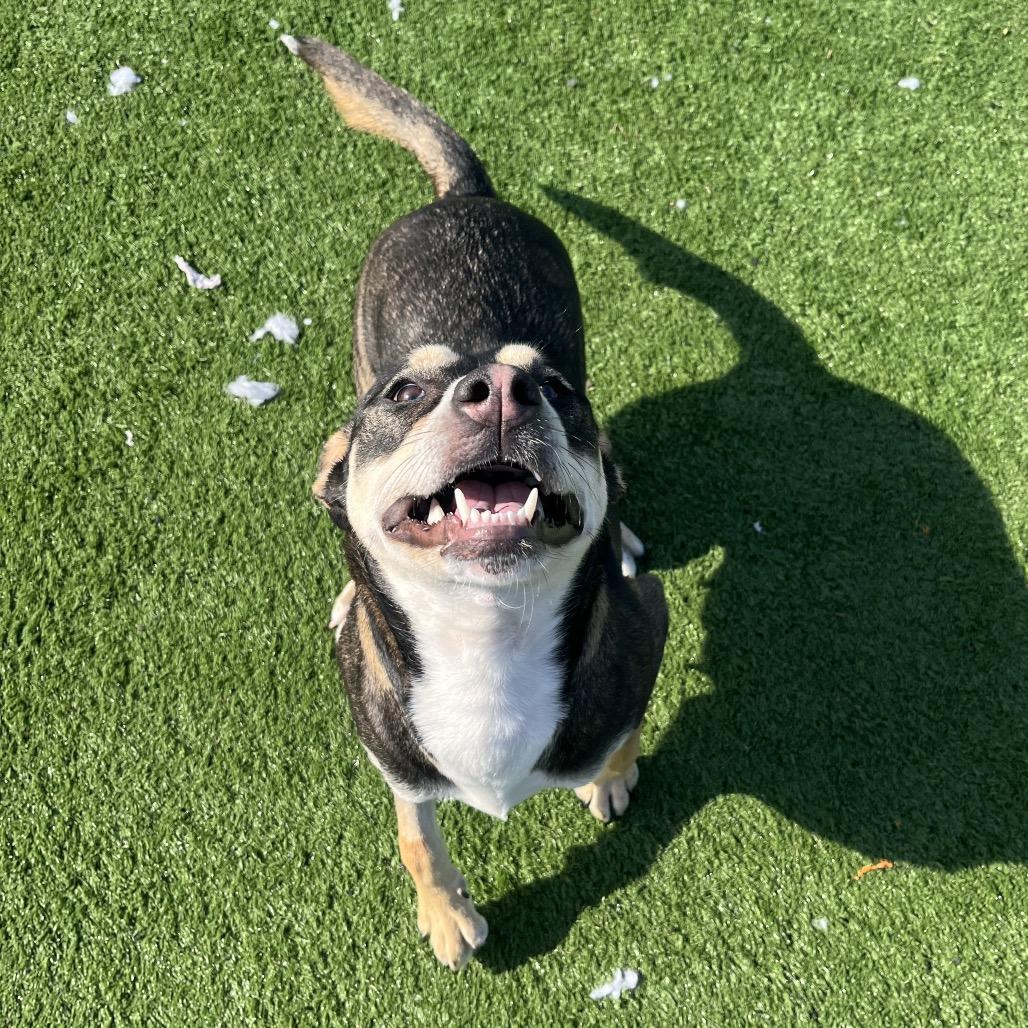 Papaya — thumbnail 4