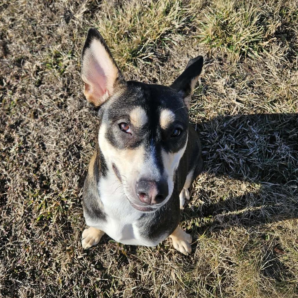 Papaya — thumbnail 5