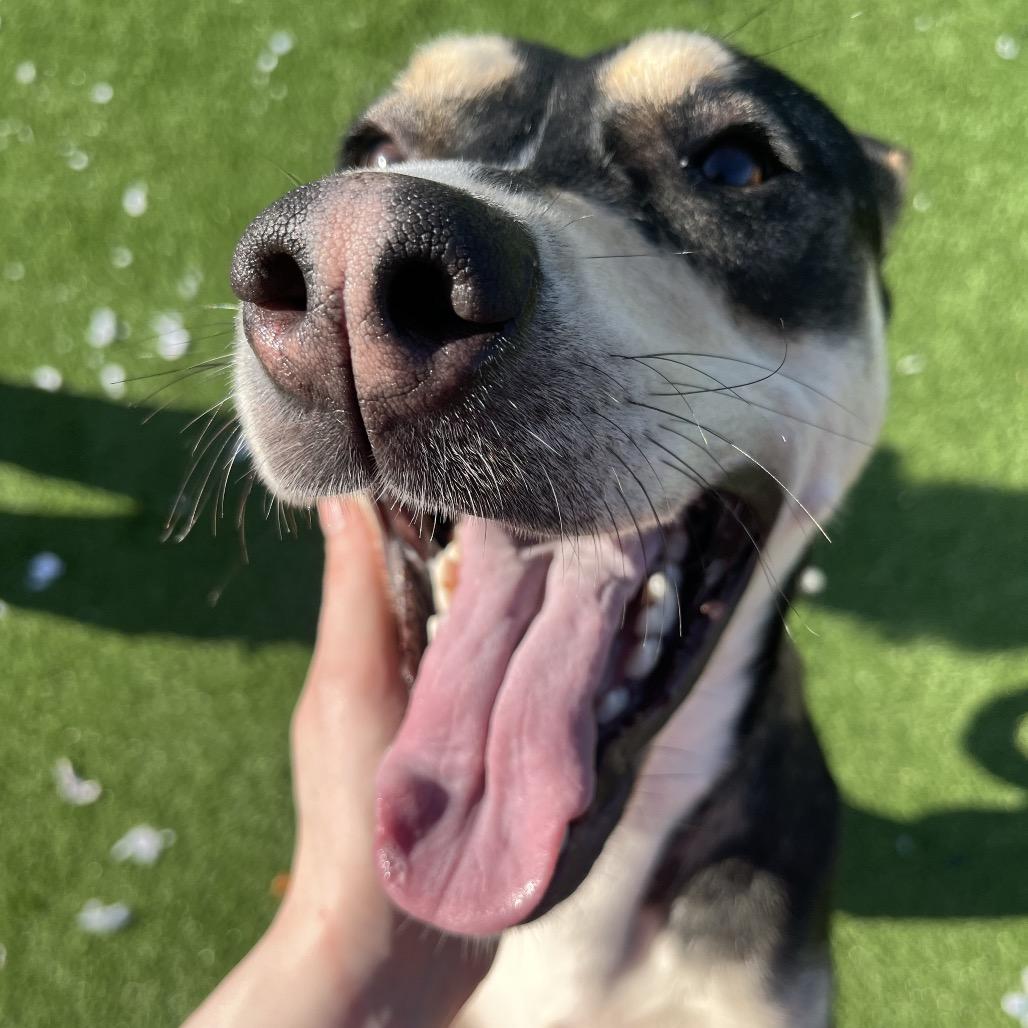 Papaya — thumbnail 6