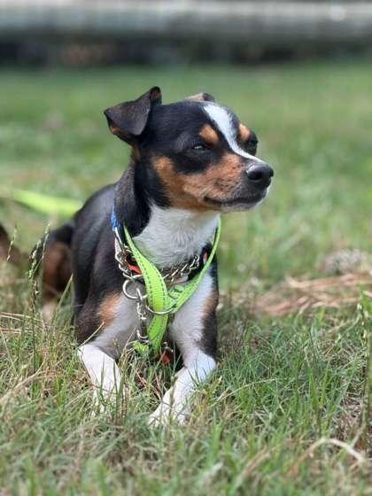 Percy, Adoptable, Adult Male Chihuahua & Mixed Breed.