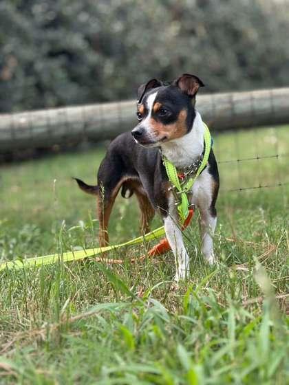 Enlarge Percy, a Adoptable mixed breed in Southern Pines, NC image 2/3