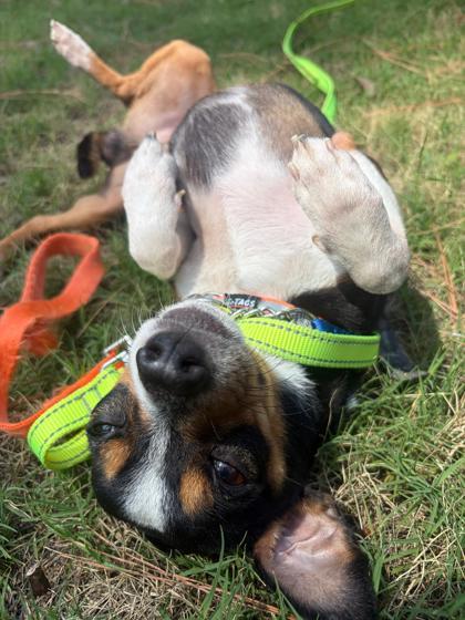 Enlarge Percy, a Adoptable mixed breed in Southern Pines, NC image 3/3