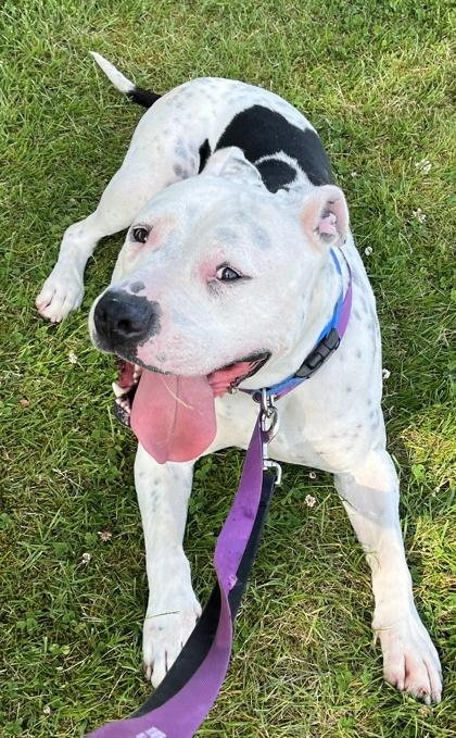 River *Sponsored, Adopted, Adult Male Mixed Breed.