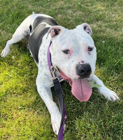 River *Sponsored, a Adopted Mixed Breed in Auburn, WA image 2/5