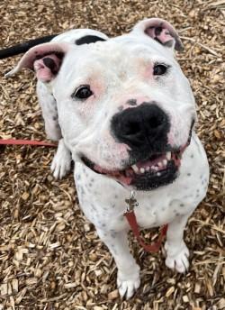 River *Sponsored, a Adopted Mixed Breed in Auburn, WA image 3/5