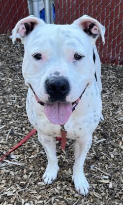 River *Sponsored, a Adopted Mixed Breed in Auburn, WA image 4/5