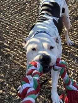 River *Sponsored, Adopted, Adult Male Mixed Breed.