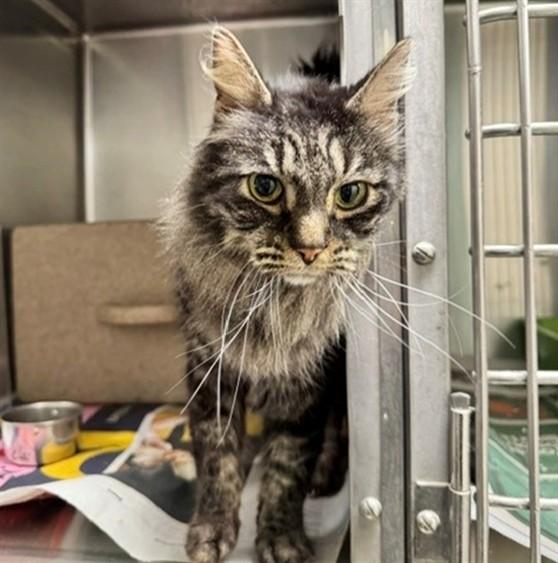 MOZART, Adoptable, Adult Male Domestic Long Hair & Domestic Short Hair.