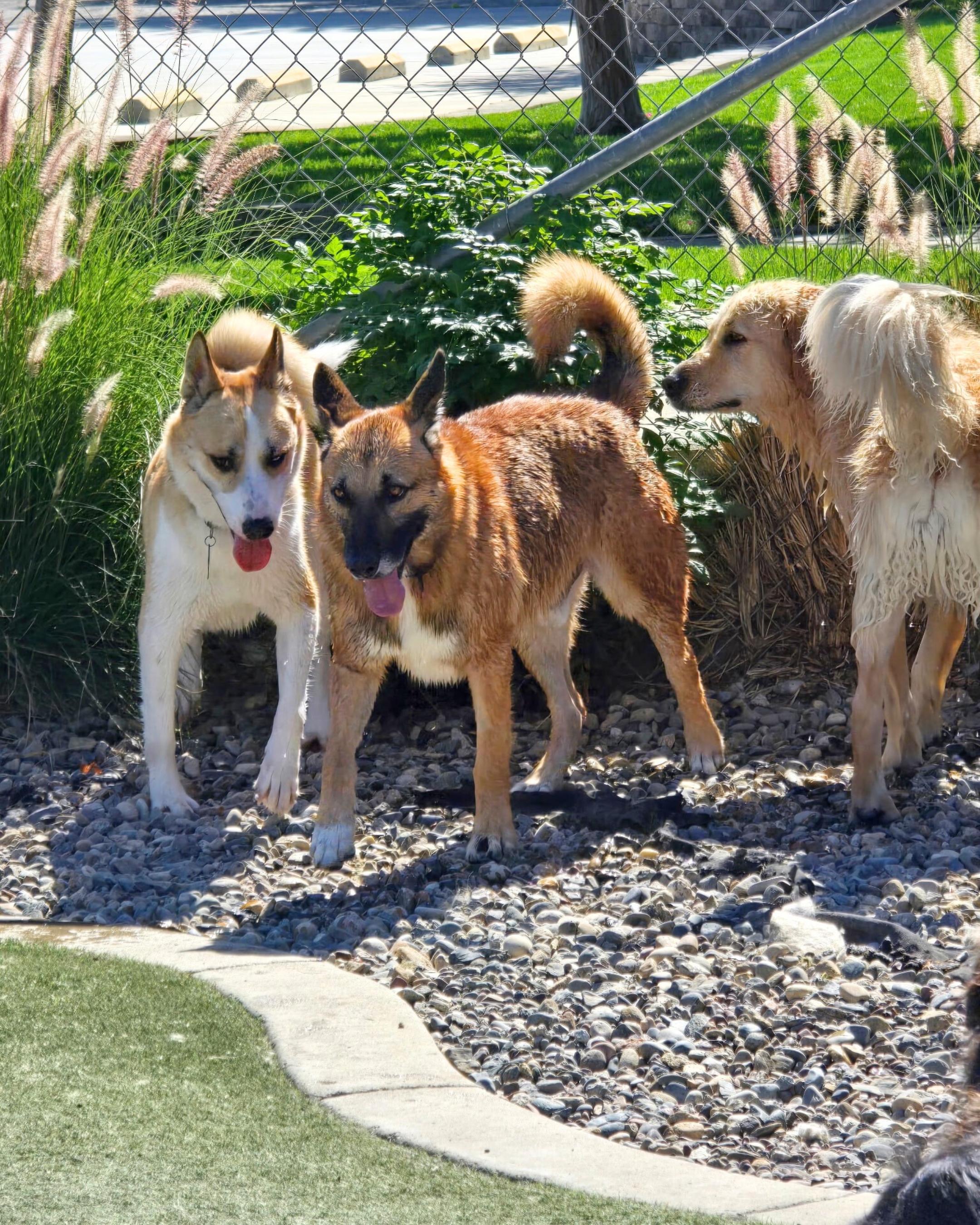 Enlarge Silas, a Adoptable German Shepherd Dog in Los Angeles , CA image 5/6