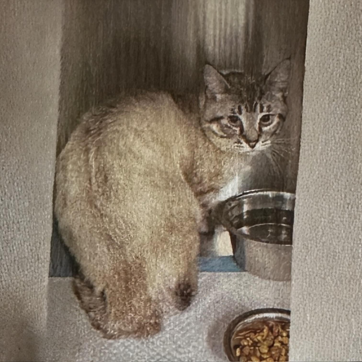 Pistachio, Young Male Siamese