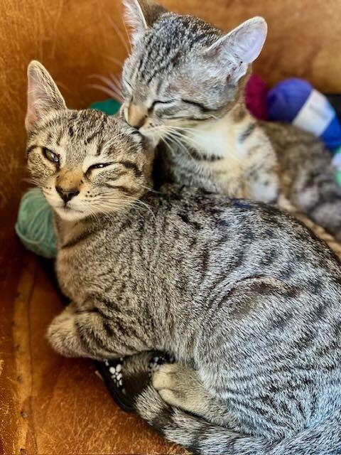 Enlarge Lily & Cloud, a Adoptable Tabby in Hood River, OR image 6/6