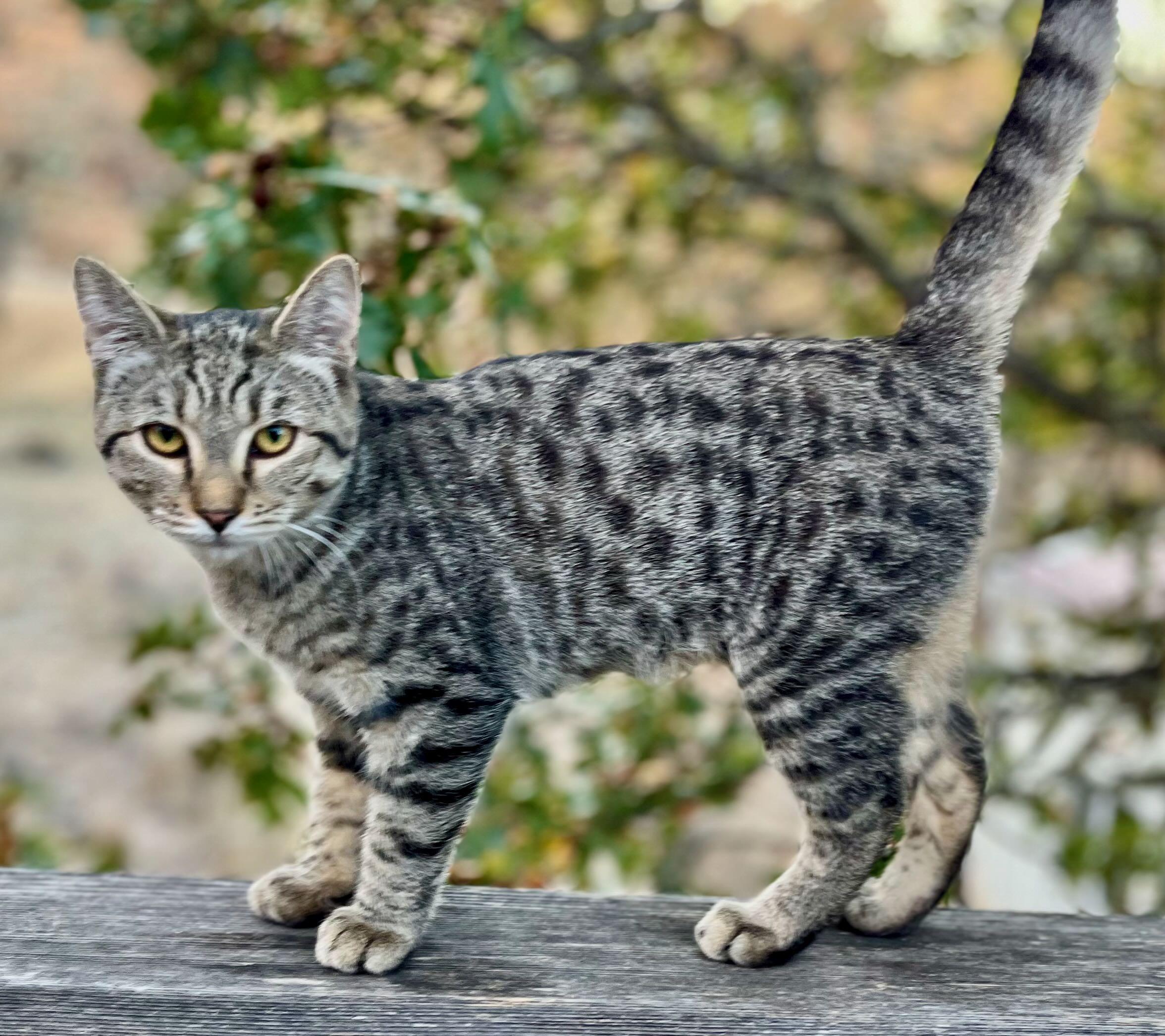 Enlarge Lily & Cloud, a Adoptable Tabby in Hood River, OR image 5/6