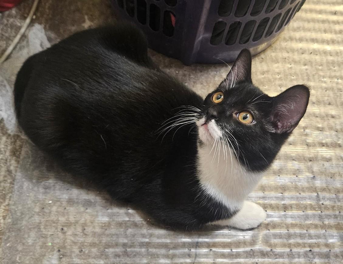 Beanie – Your Playful Tuxedo Companion ! - Courtesy Listing, ADOPTABLE, Young Male Tuxedo.