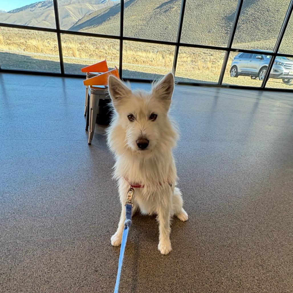 Luka, a Adoptable Mixed Breed in Hailey, ID image 1/5