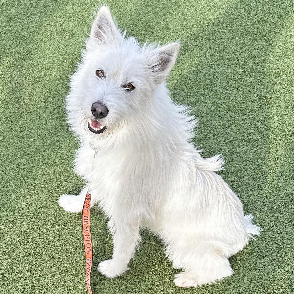 Luka, a Adoptable Mixed Breed in Hailey, ID image 2/5