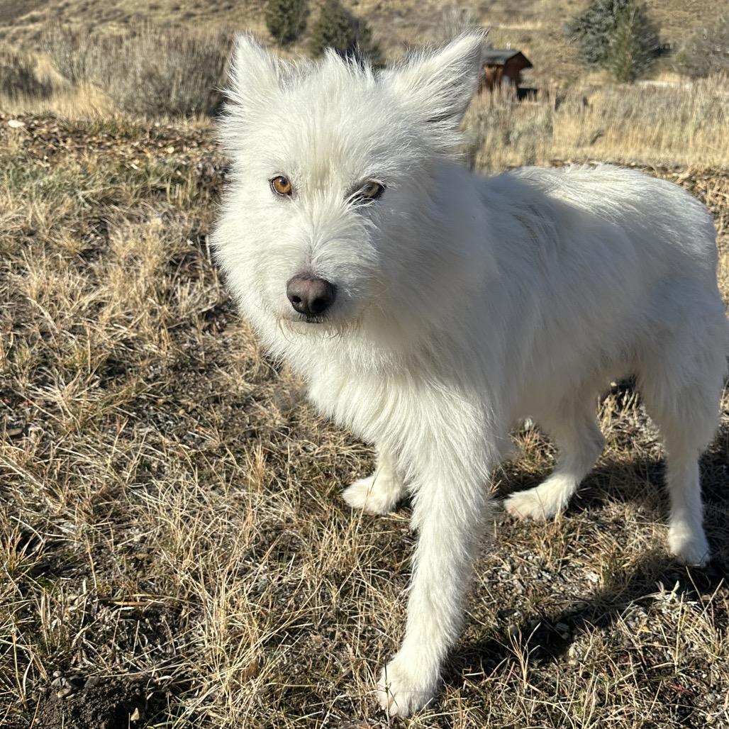 Luka, a Adoptable Mixed Breed in Hailey, ID image 3/5