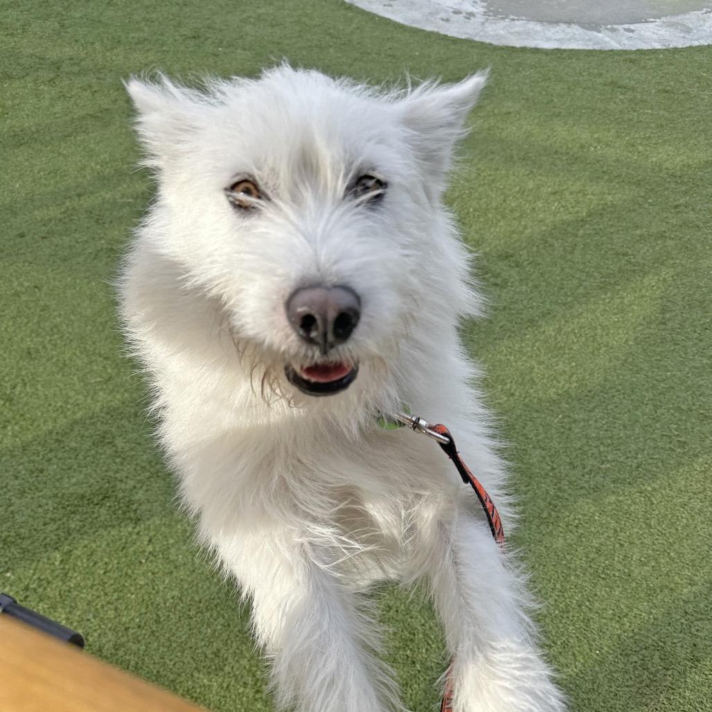 Luka, a Adoptable Mixed Breed in Hailey, ID image 4/5