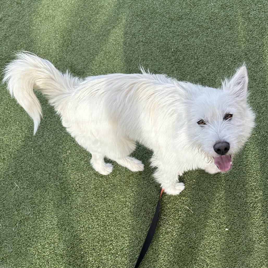 Luka, a Adoptable Mixed Breed in Hailey, ID image 5/5