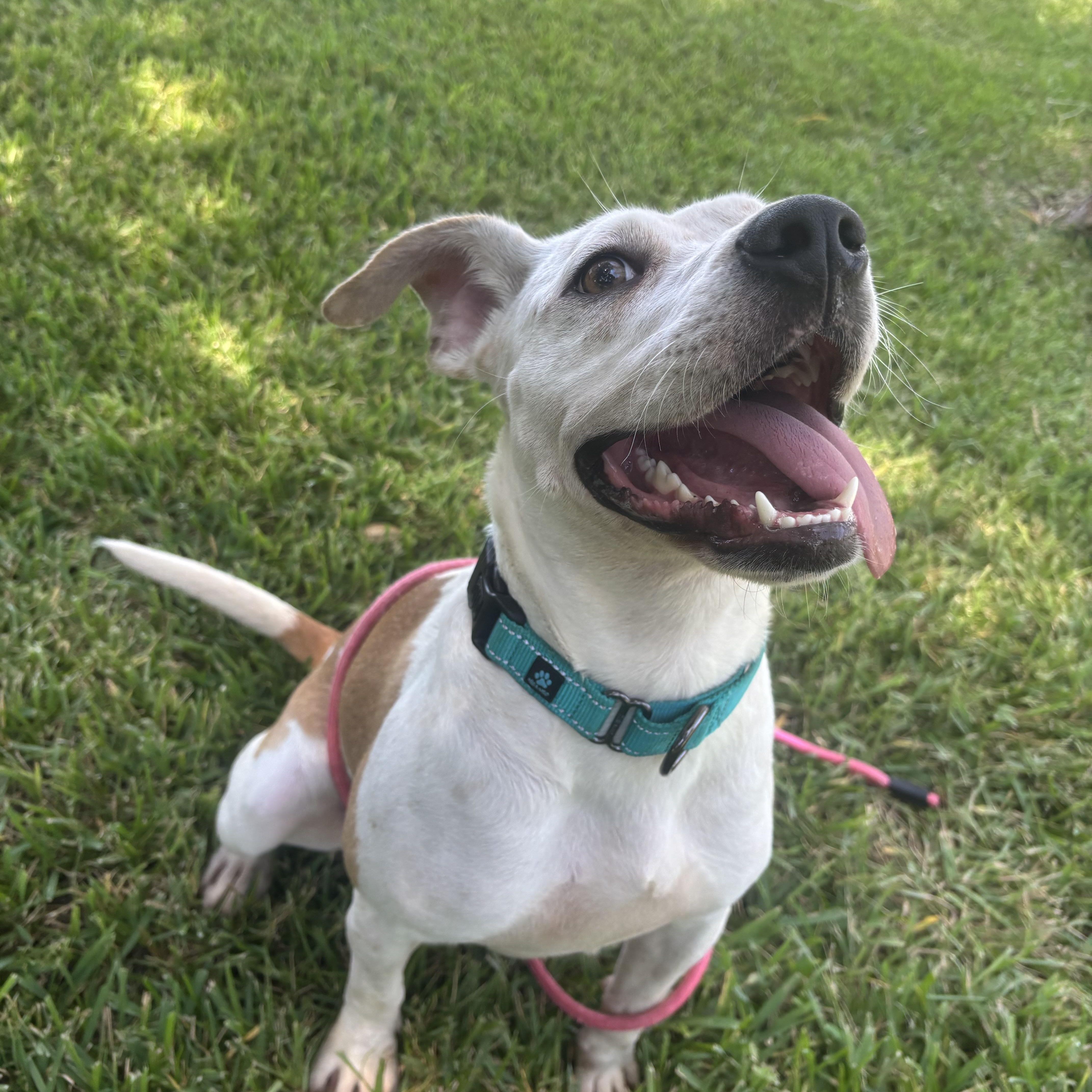 Enlarge Swettie, a Adopted Mixed Breed in Albany, NY image 5/5