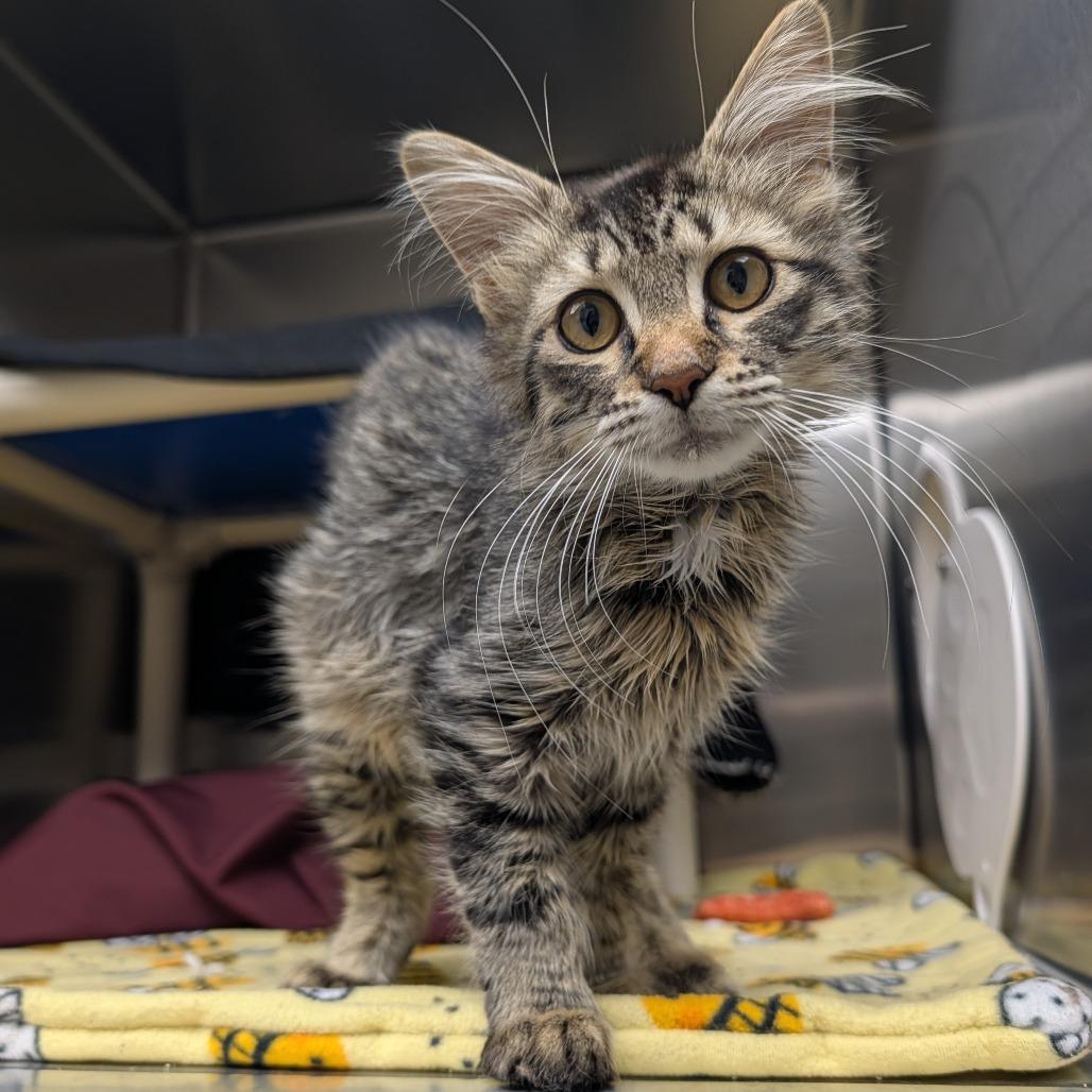Enlarge Samsung, a Adoptable Domestic Long Hair in Detroit Lakes, MN image 1/3