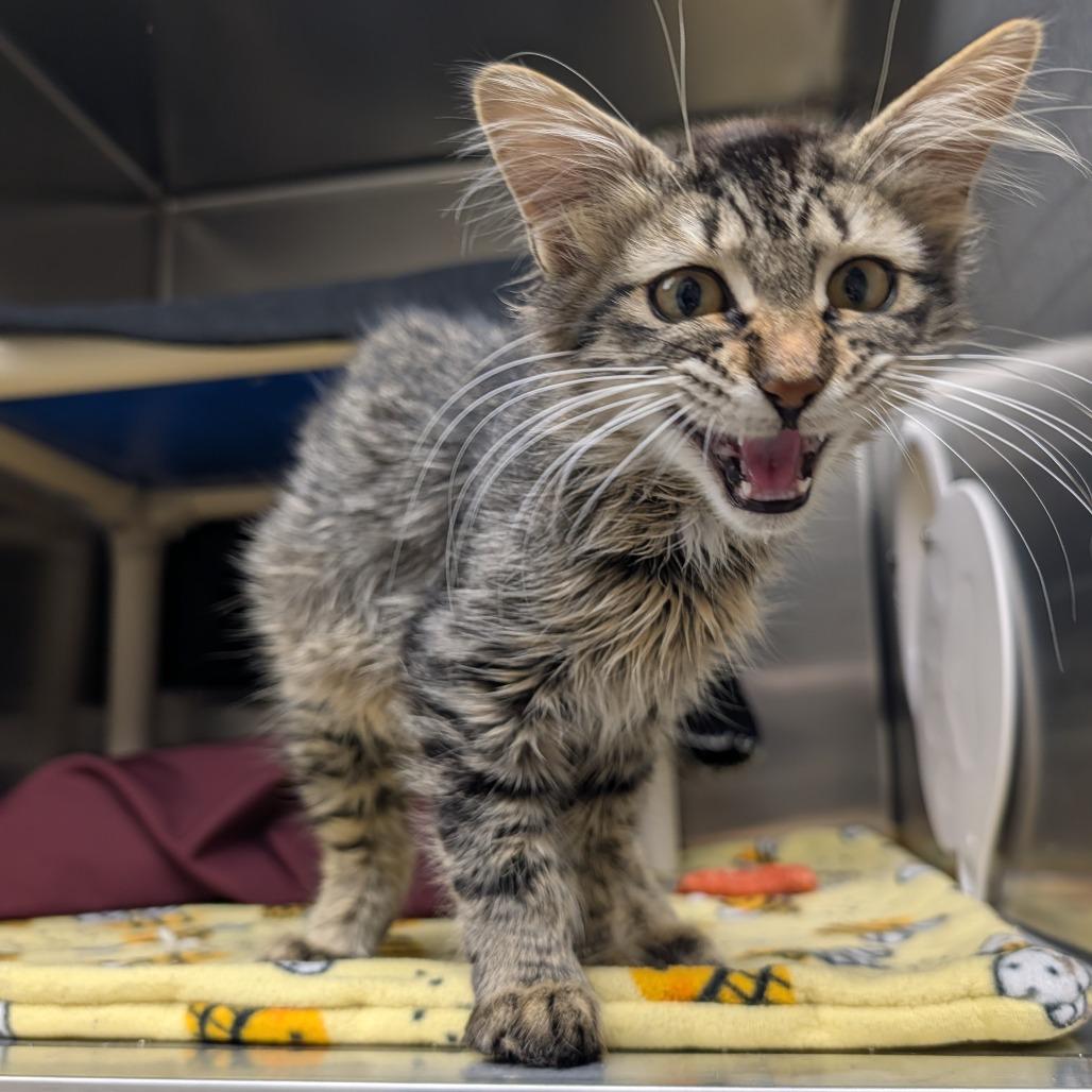 Enlarge Samsung, a Adoptable Domestic Long Hair in Detroit Lakes, MN image 2/3
