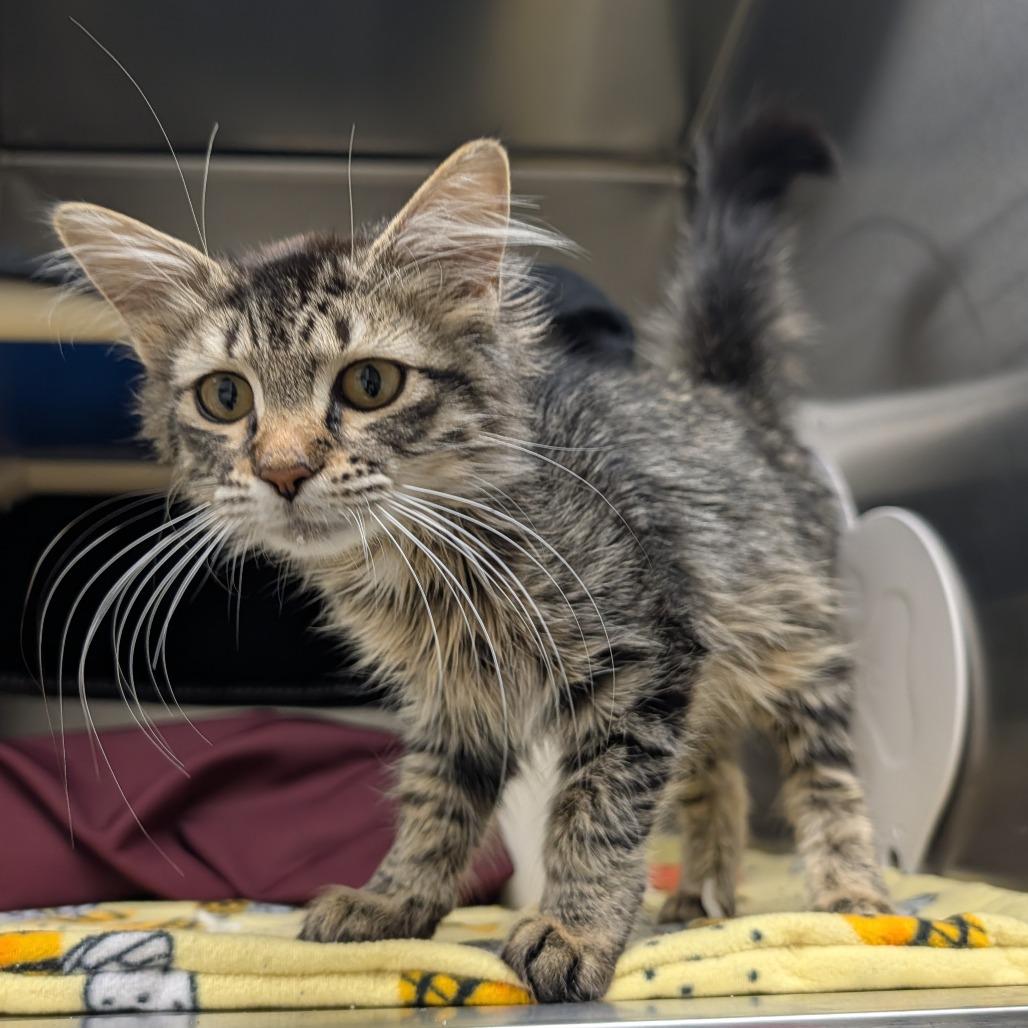 Enlarge Samsung, a Adoptable Domestic Long Hair in Detroit Lakes, MN image 3/3