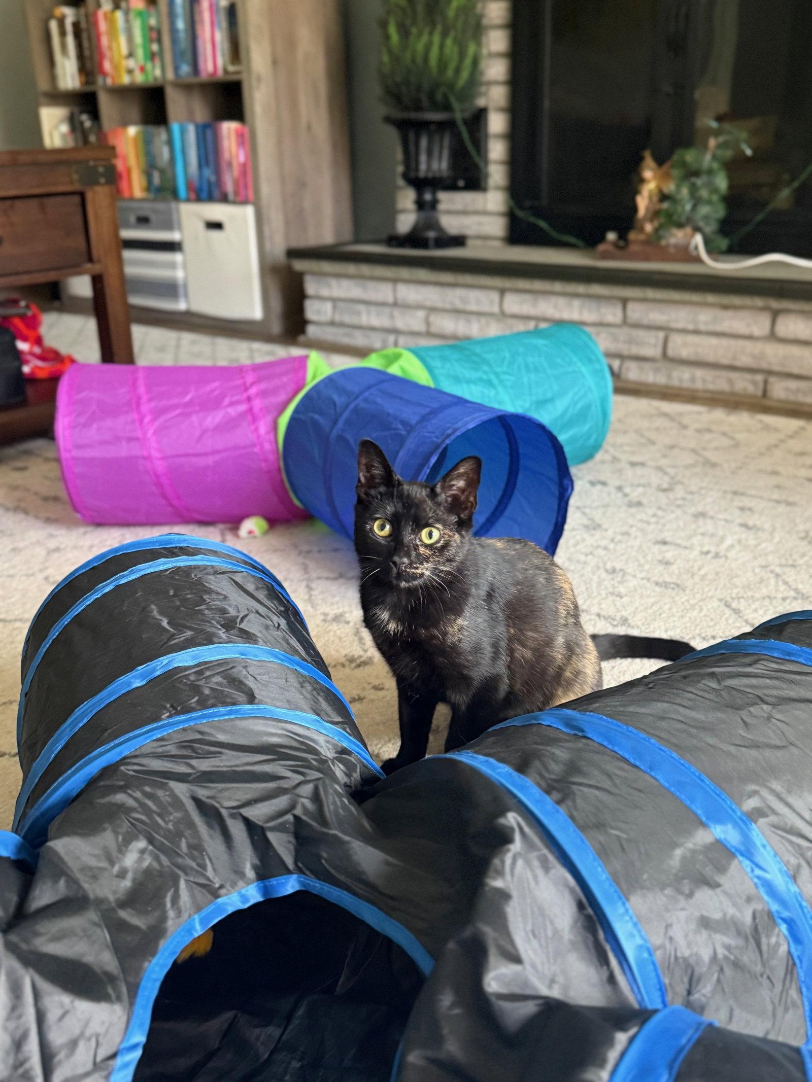 Enlarge Vivienne, a Adoptable Domestic Short Hair in Naugatuck, CT image 1/3